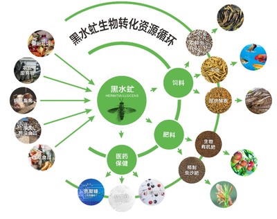 廣東發布團標 推動廚余垃圾養殖黑水虻產業化，探索生物質能服務新路徑